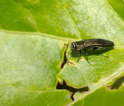 Leaf beetle Stock Photos