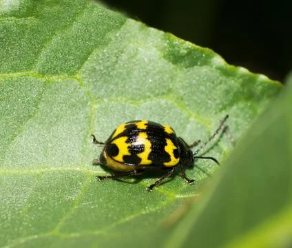 Leaf beetle Stock Photos