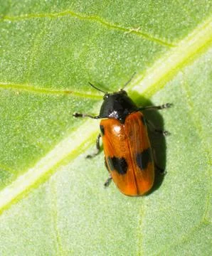 Leaf beetle Stock Photos