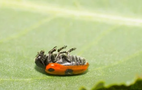 Leaf beetle Stock Photos