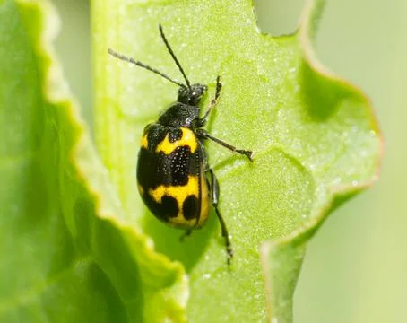 Leaf beetle Stock Photos