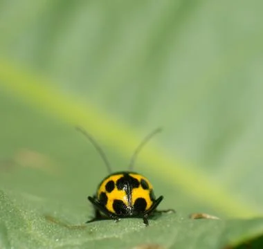 Leaf beetle Stock Photos