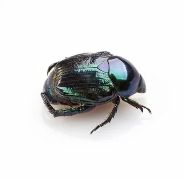 Leaf beetle Stock Photos
