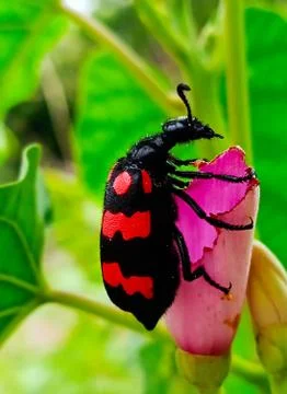 LEAF BEETLE Stock Photos