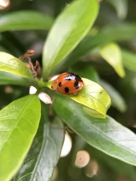 Leaf Beetle Stock Photos