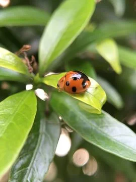 Leaf Beetle Stock Photos