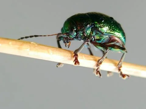 Leaf beetle Stock Photos