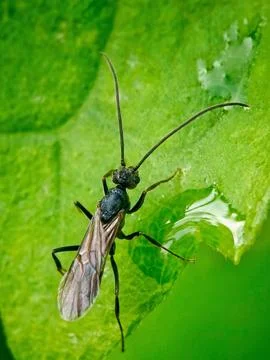 Leaf beetle Stock Photos