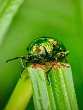 Leaf beetle Stock Photos