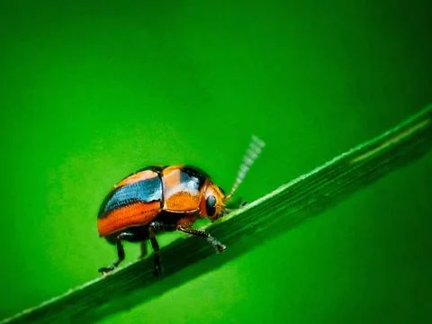 Leaf beetle Stock Photos
