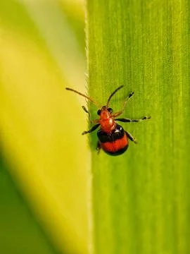 Leaf beetle Stock Photos