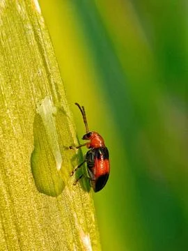 Leaf beetle Stock Photos