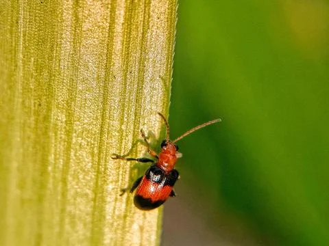 Leaf beetle Fotos de archivo