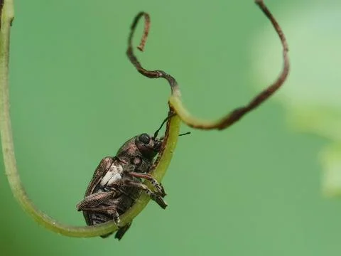 Leaf beetle Stock Photos