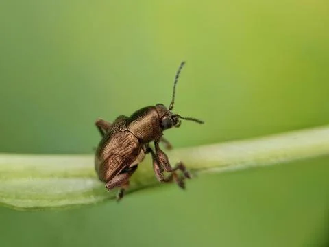 Leaf beetle Stock Photos