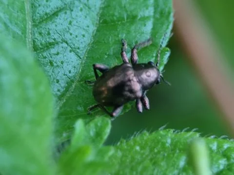 Leaf beetle Stock Photos