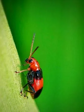 Leaf beetle Stock Photos