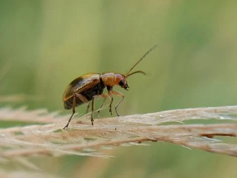 Leaf beetle Stock Photos