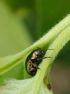 Leaf Beetle Stock Photos