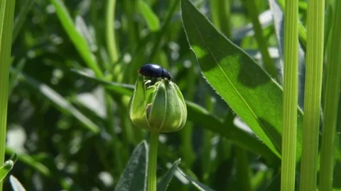 Leaf beetle shitting Stock Footage 82371391