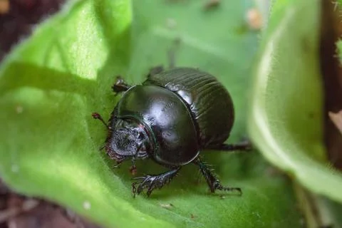 Leaf beetle sits on a green leaf Photos
