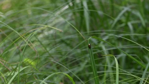 Leaf beetle sitting Stock Footage 83147449