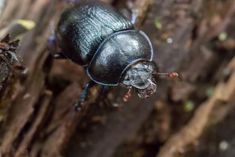 Leaf beetle sitting on a rotten tree stump Foto stock