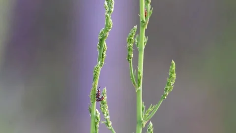 Leaf beetles mating Stock Footage 82785947