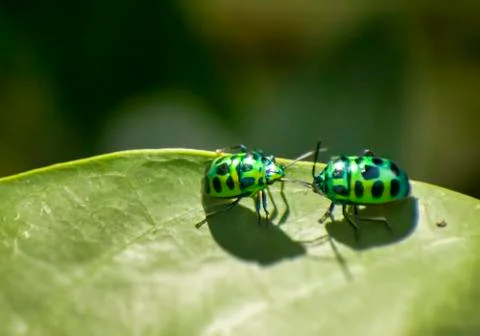 Leaf Beetles Mating Stock Photos