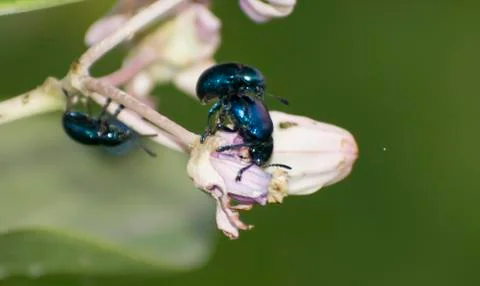 Leaf Beetles Mating Stock Photos