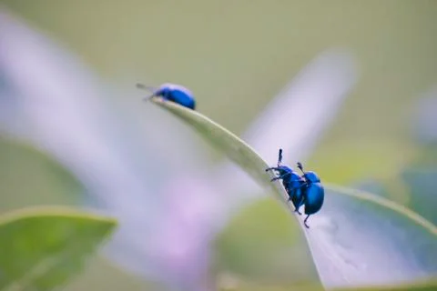 Leaf Beetles Mating Stock Photos