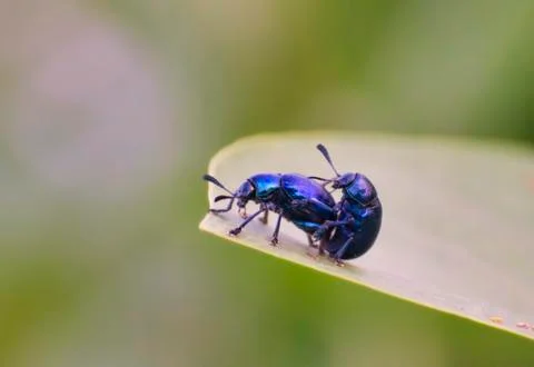 Leaf Beetles Mating Stock Photos