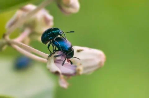 Leaf Beetles Mating Stock-Fotos