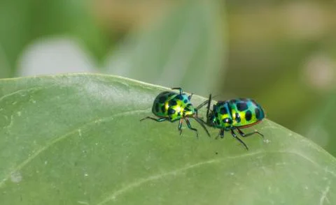 Leaf Beetles Mating Foto stock