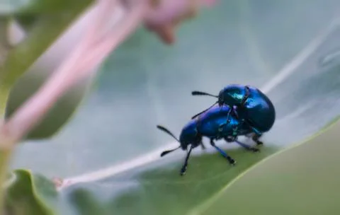 Leaf Beetles Mating Stock Photos