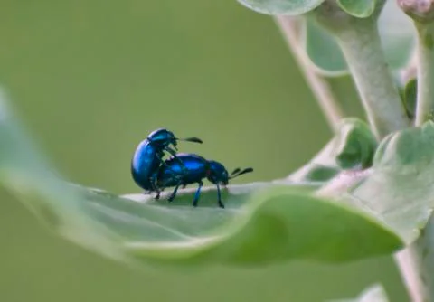 Leaf Beetles Mating Foto stock