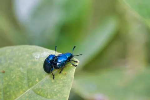 Leaf Beetles Mating Stock Photos