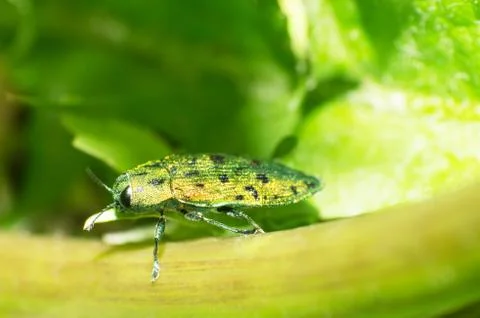 Leaf beetles Stock Photos
