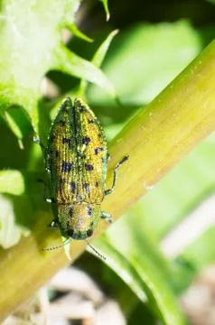 Leaf beetles Stock Photos