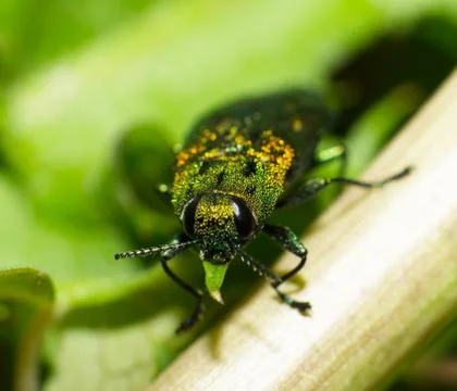 Leaf beetles Stock Photos