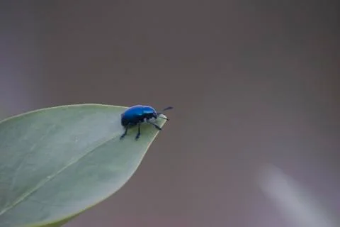 Leaf Beetles Stock Photos