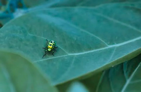 Leaf Beetles Foto stock