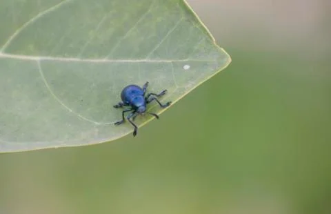 Leaf Beetles Stock Photos