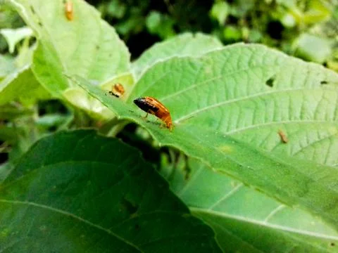 A Leaf beetles sitting on Leaf Stock Photos