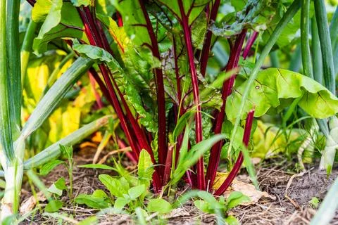 Leaf beets, chard, and green onions growing in the ground in the vegetable ga Stock Photos