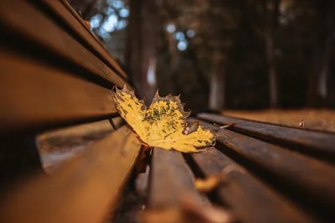 Leaf on the bench Stock Photos