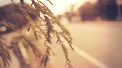 Leaf beside a bypass Stock Footage 54958052