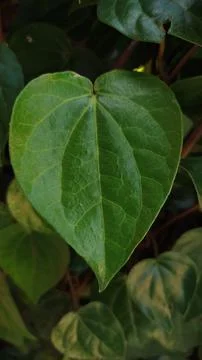 Leaf betel  Stock-Fotos