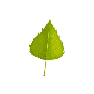 Leaf of birch tree, autumn and fall, isolated icon Stock Illustration