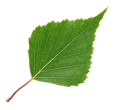 Leaf of birch tree isolated on white background Stock Photos